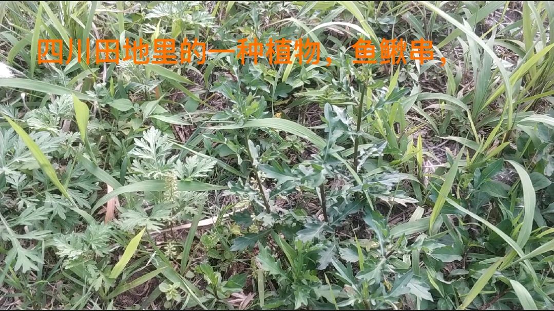 四川田地里的一种植物,鱼鳅串,有多少人还认识的嘛!