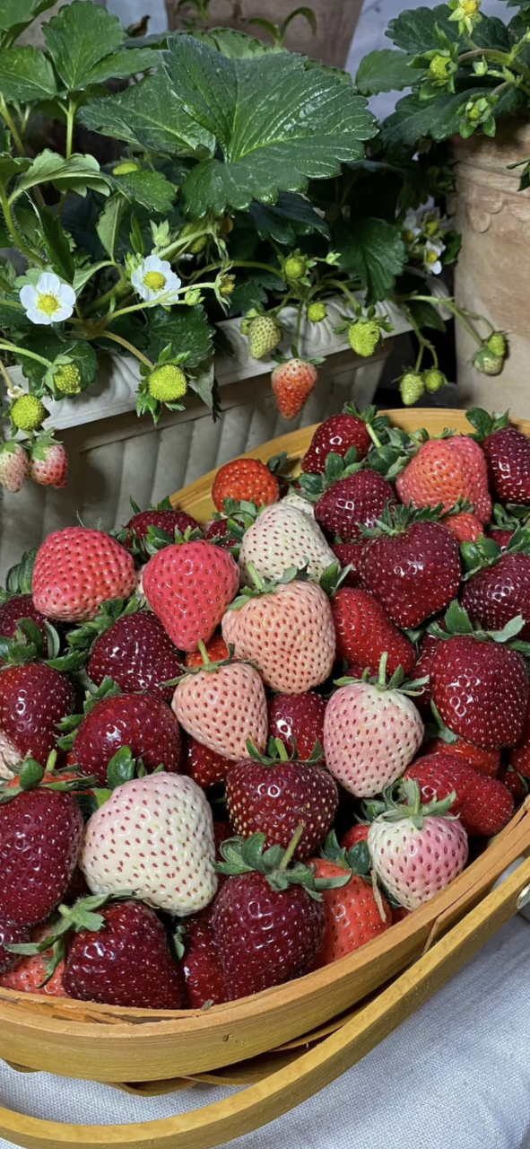 这是哪里的草莓,五颜六色的,好漂亮[色][色]