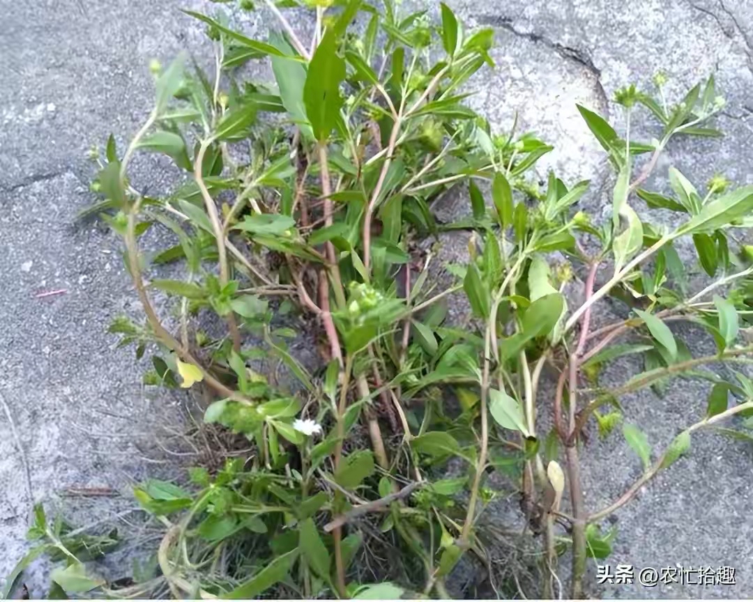 墨旱莲又名乌墨菜