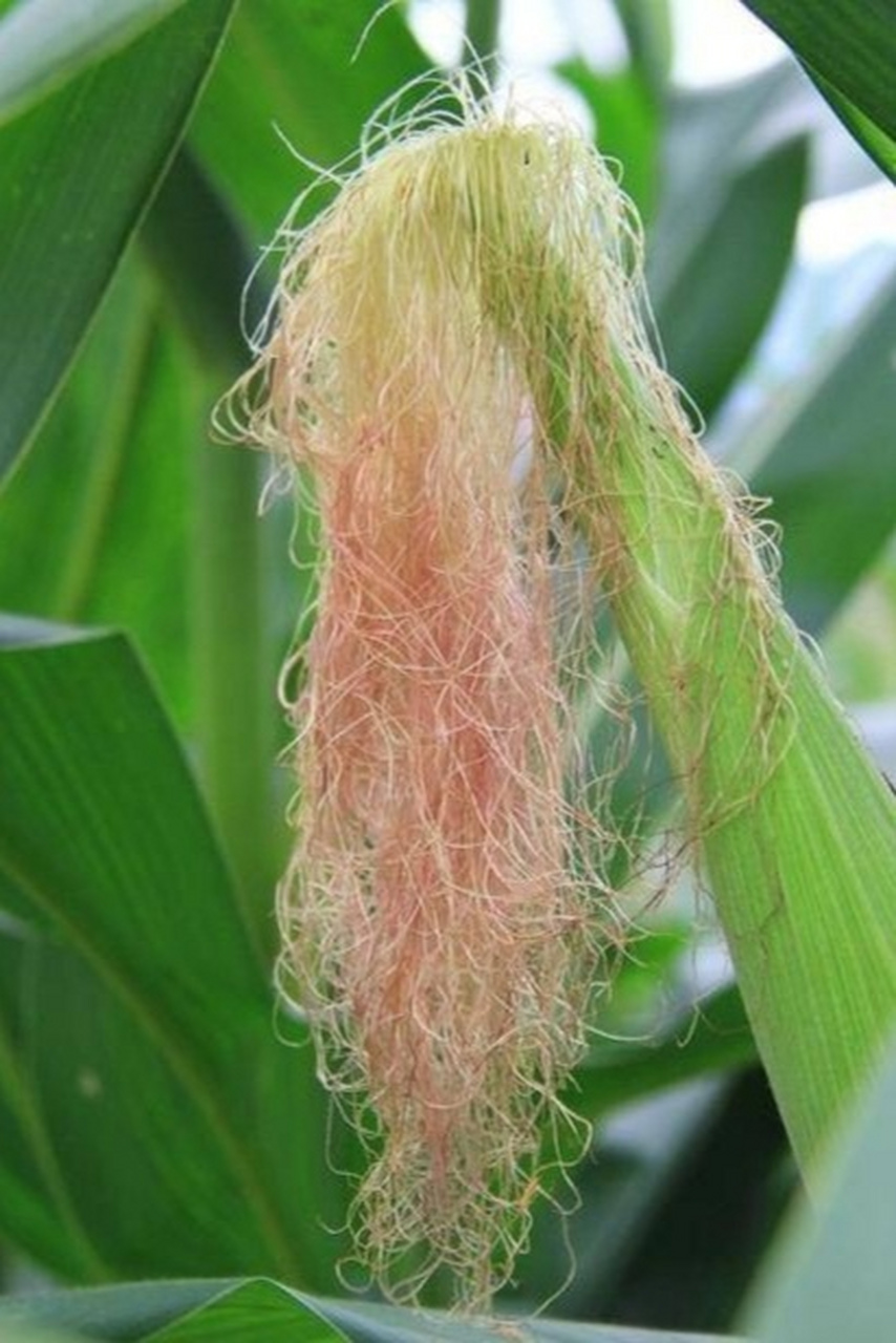 分享图片:看了玉米须的"百变发型",有没有想去做头发的冲动呢?