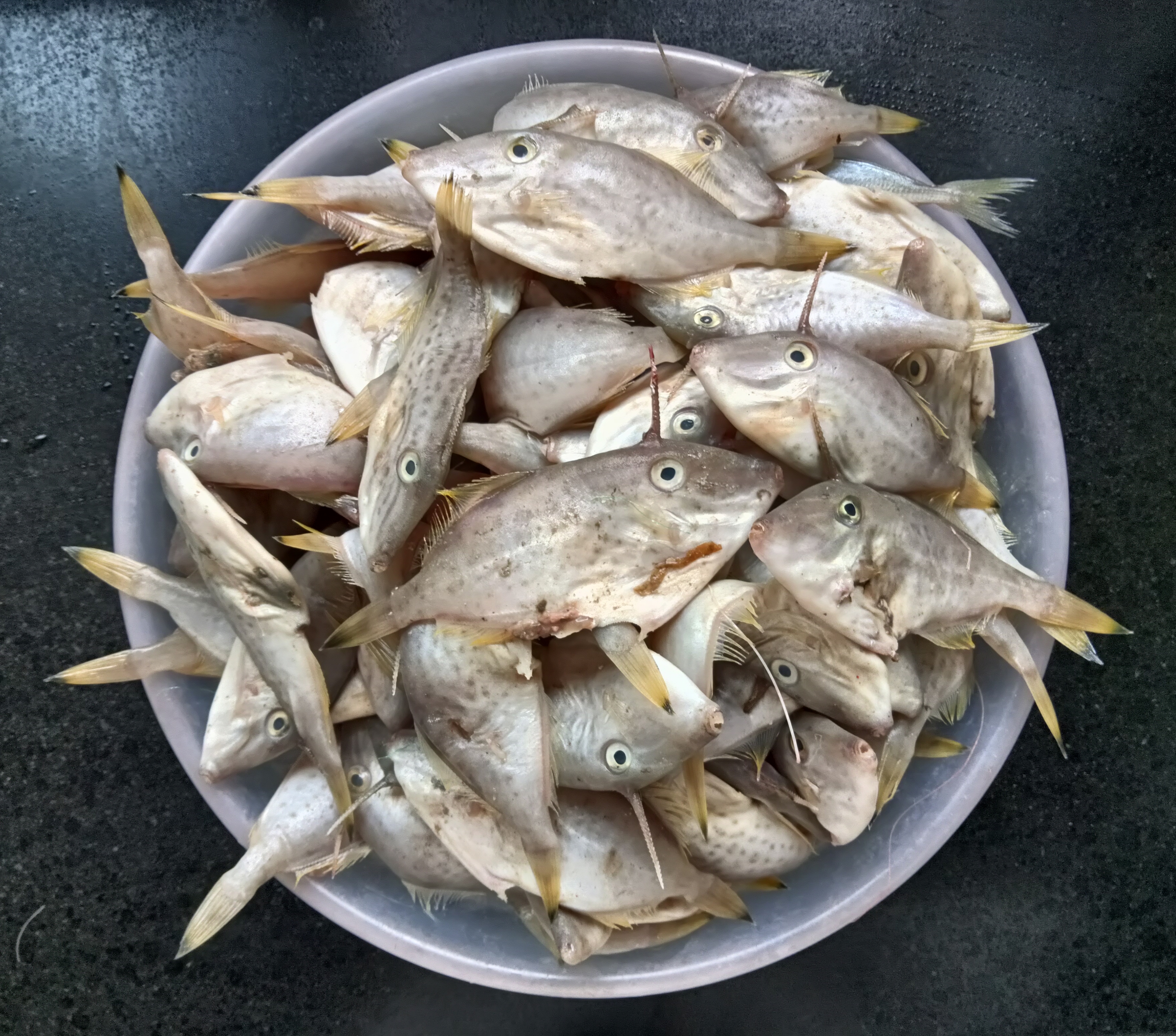 金不换番茄焖迪仔鱼,把鲜甜美味发挥得淋漓尽致