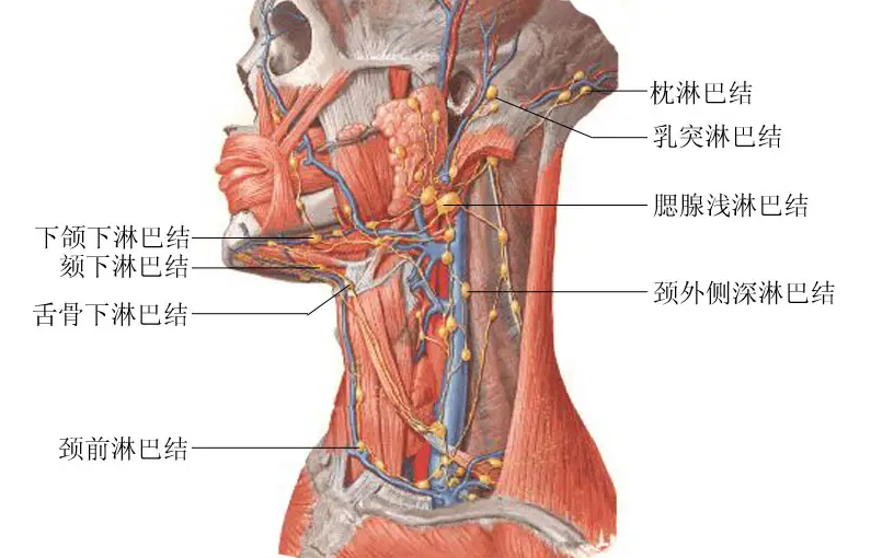 华草香艾中医课堂 结节困扰