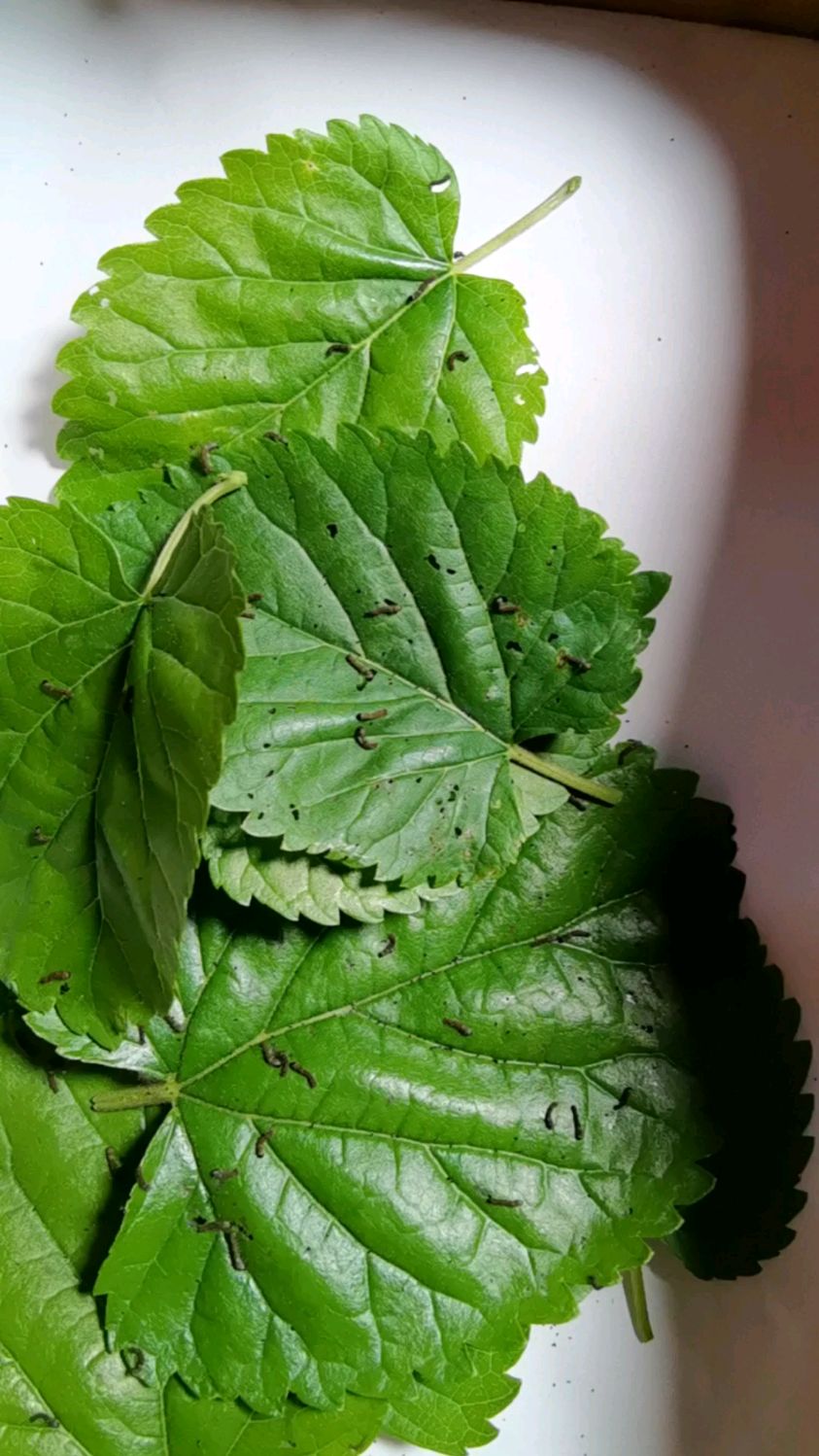 刚出生不久的蚕宝宝蚁蚕