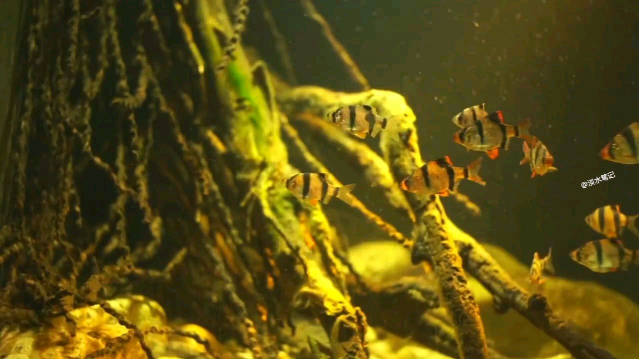 活泼爱动的虎皮鱼,嘴那是出了名的欠