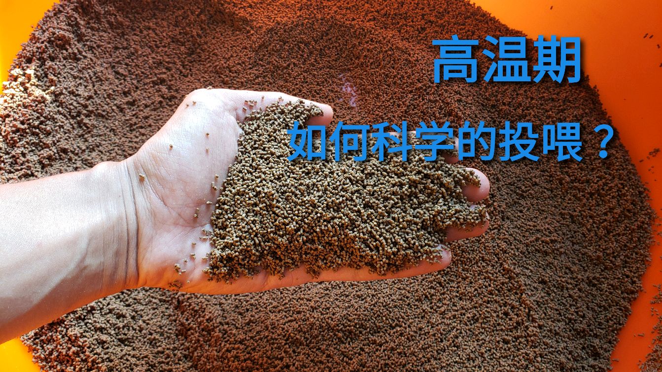“高温期”养虾如何科学的投喂?一起来看看养殖户是怎么做的