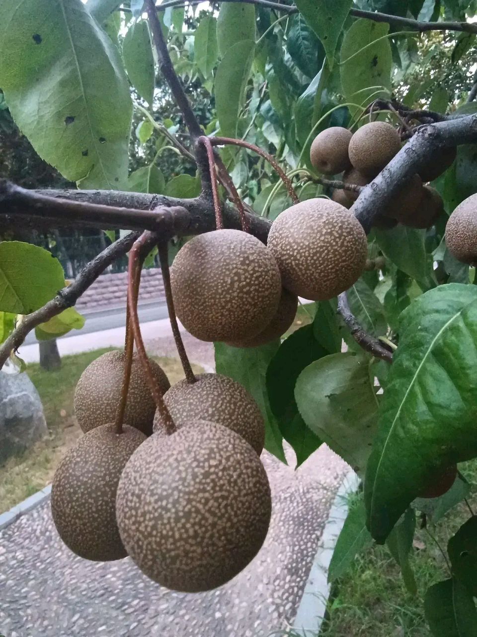 请问朋友们这样的野生梨子能不能当水果吃呢?