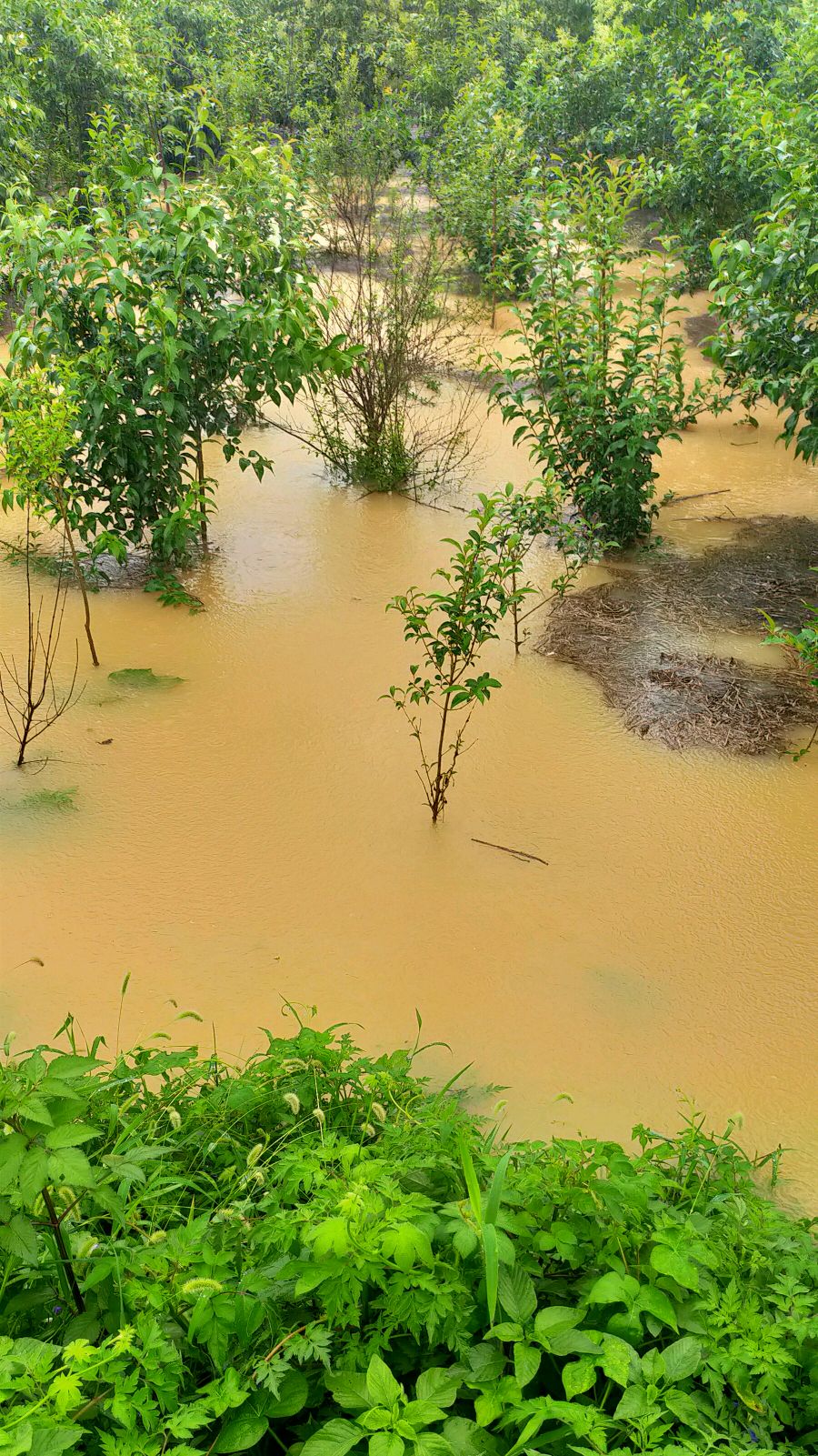 大雨过后,田野里面的植物都被淹了