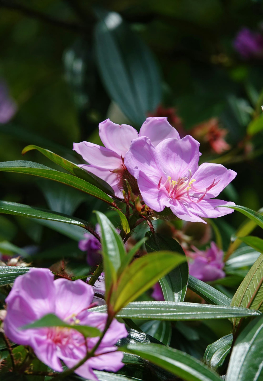 毛菍,野牡丹科野牡丹属 南方遍野的大路货,开得太好了,忍不住拍了又拍
