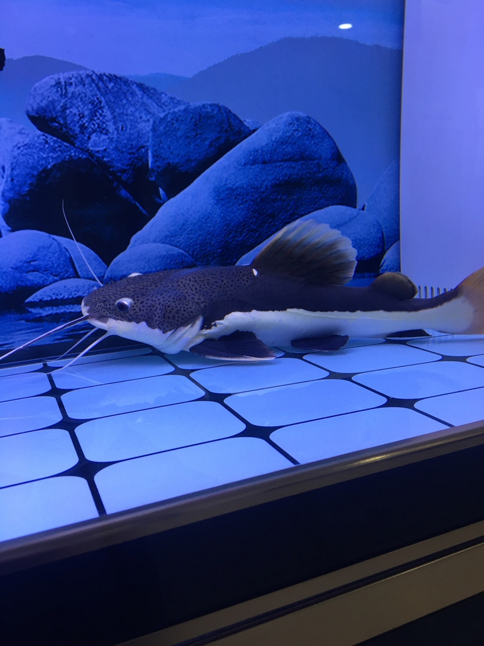 观赏鱼# 招财猫鱼, 学名红尾鲶(phractocephalus hemiliopterus)又名