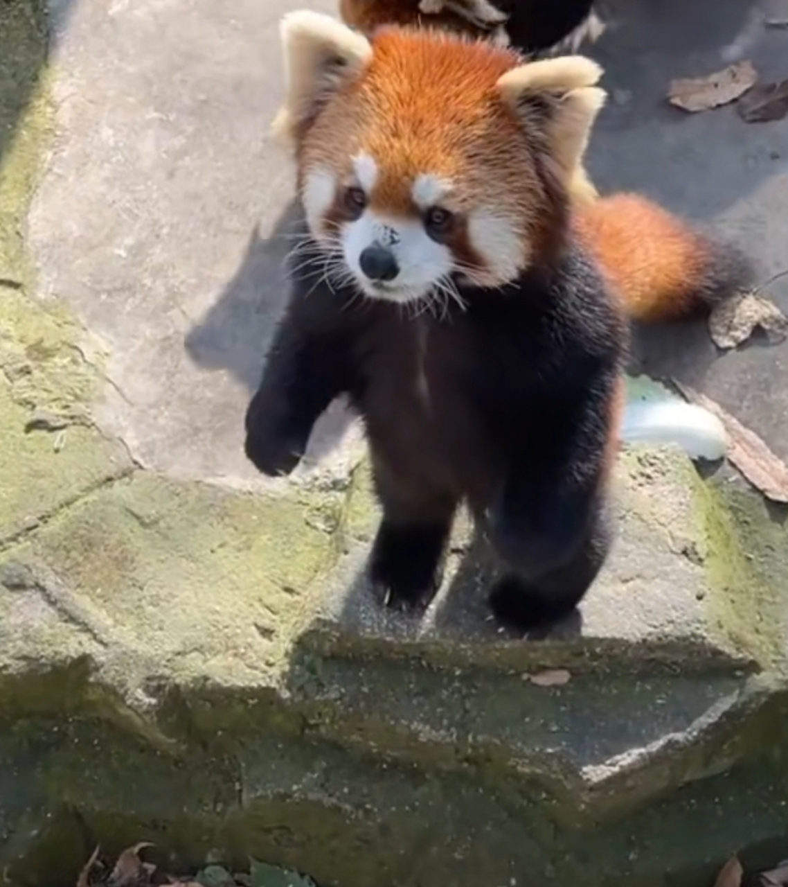 小熊猫:我站起来让你看,看我可不可爱呀!