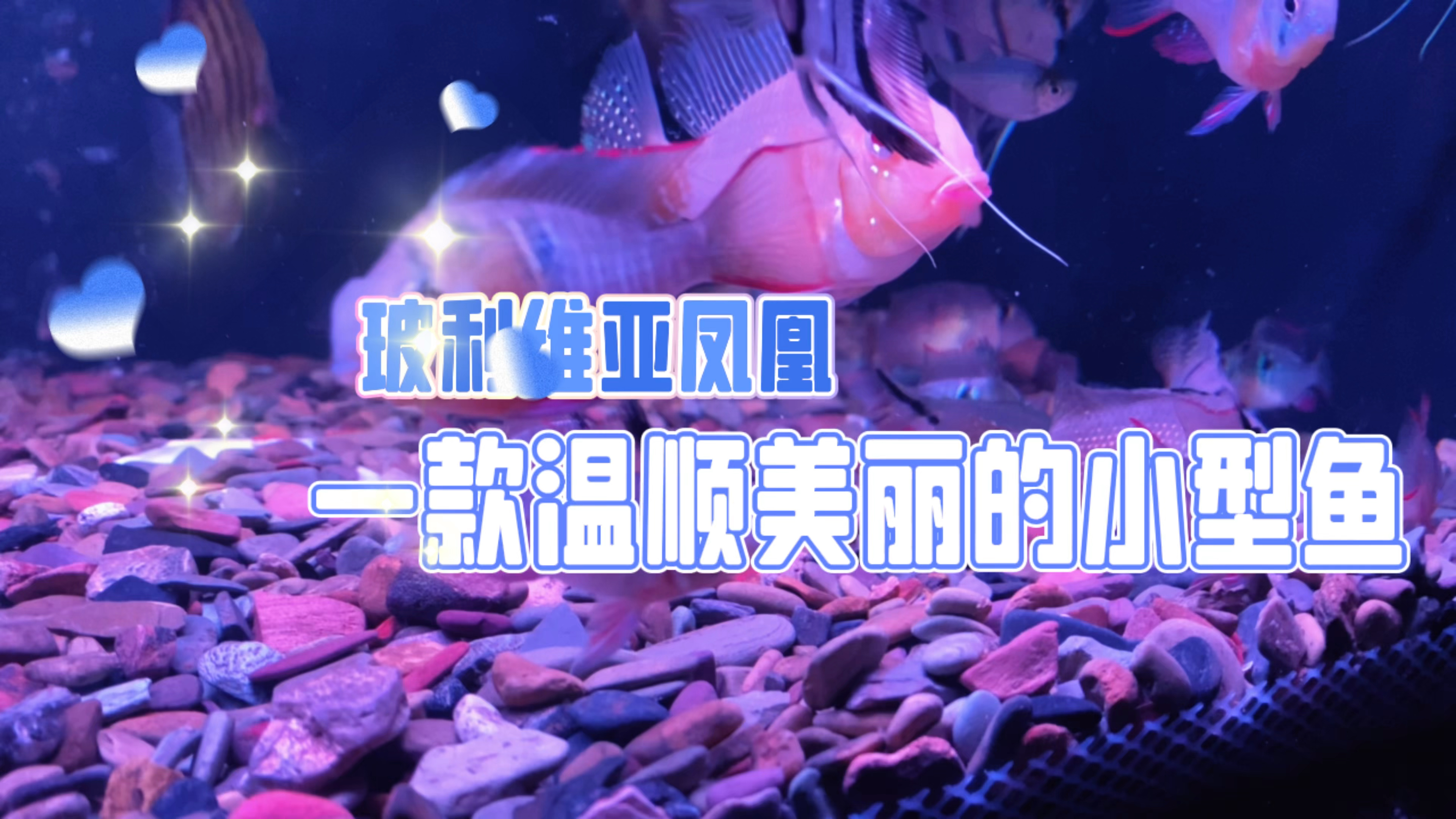 玻利维亚凤凰鱼，一款非常美丽温顺的小型观赏鱼