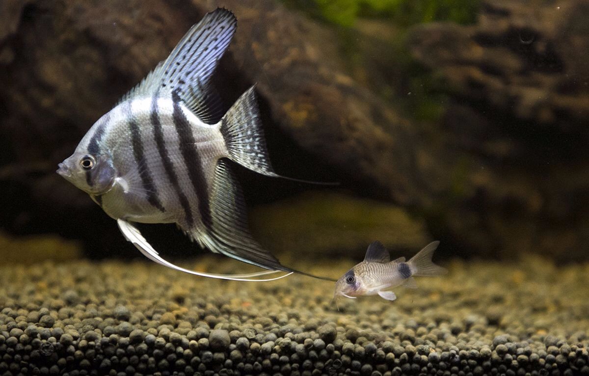 成功繁殖燕鱼的口诀!成为燕友,开启与小燕鱼的奇妙瞬间!