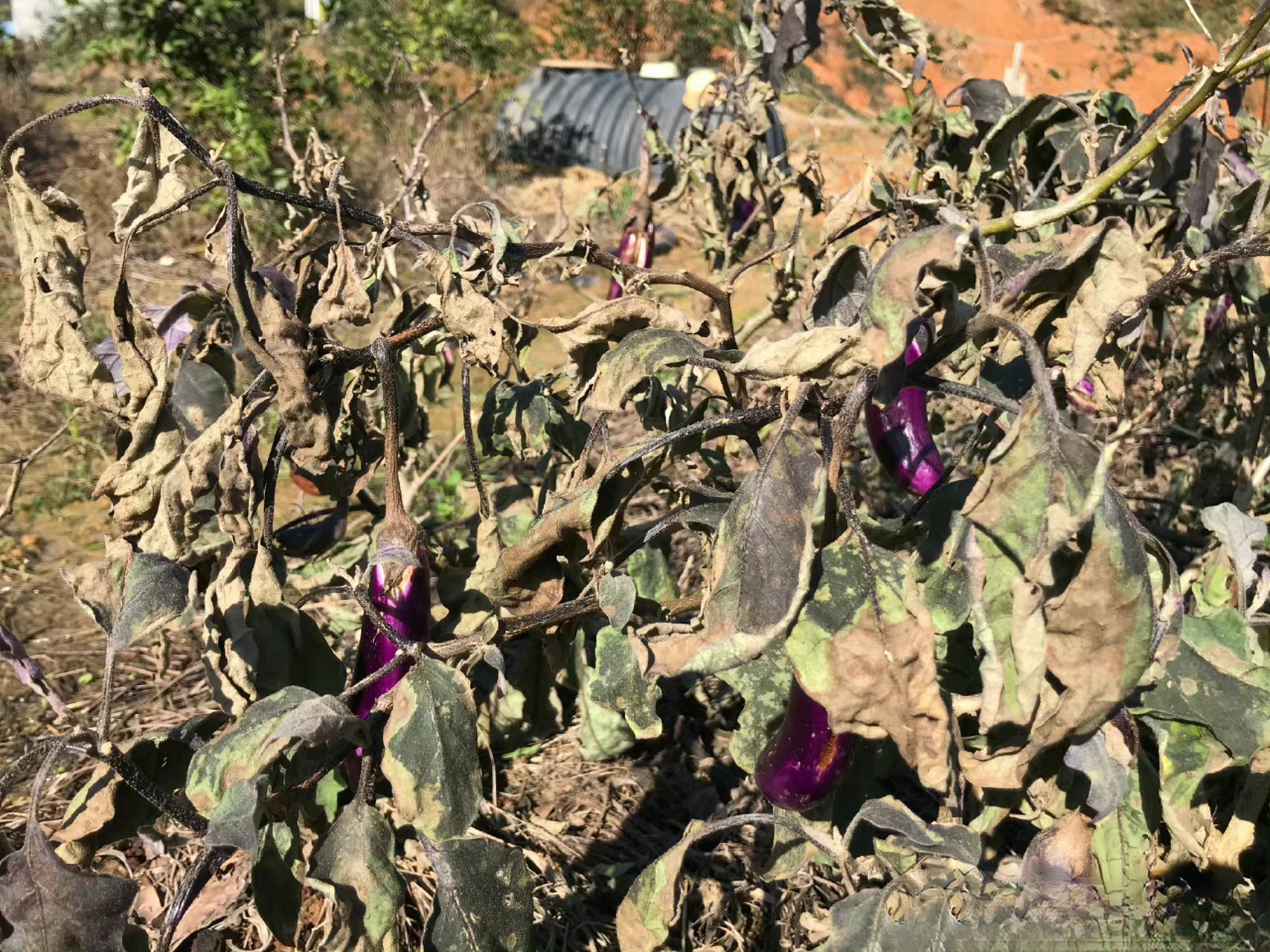 霜打的茄子,蔫了.