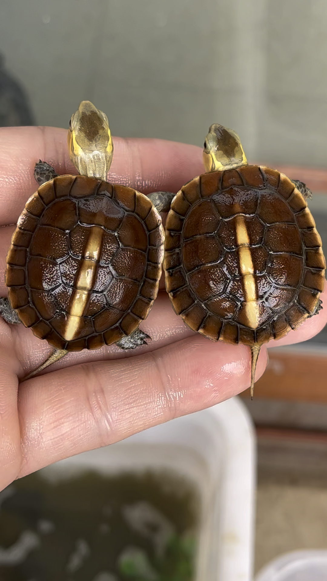 黄缘龟苗 精品系列就是迷人