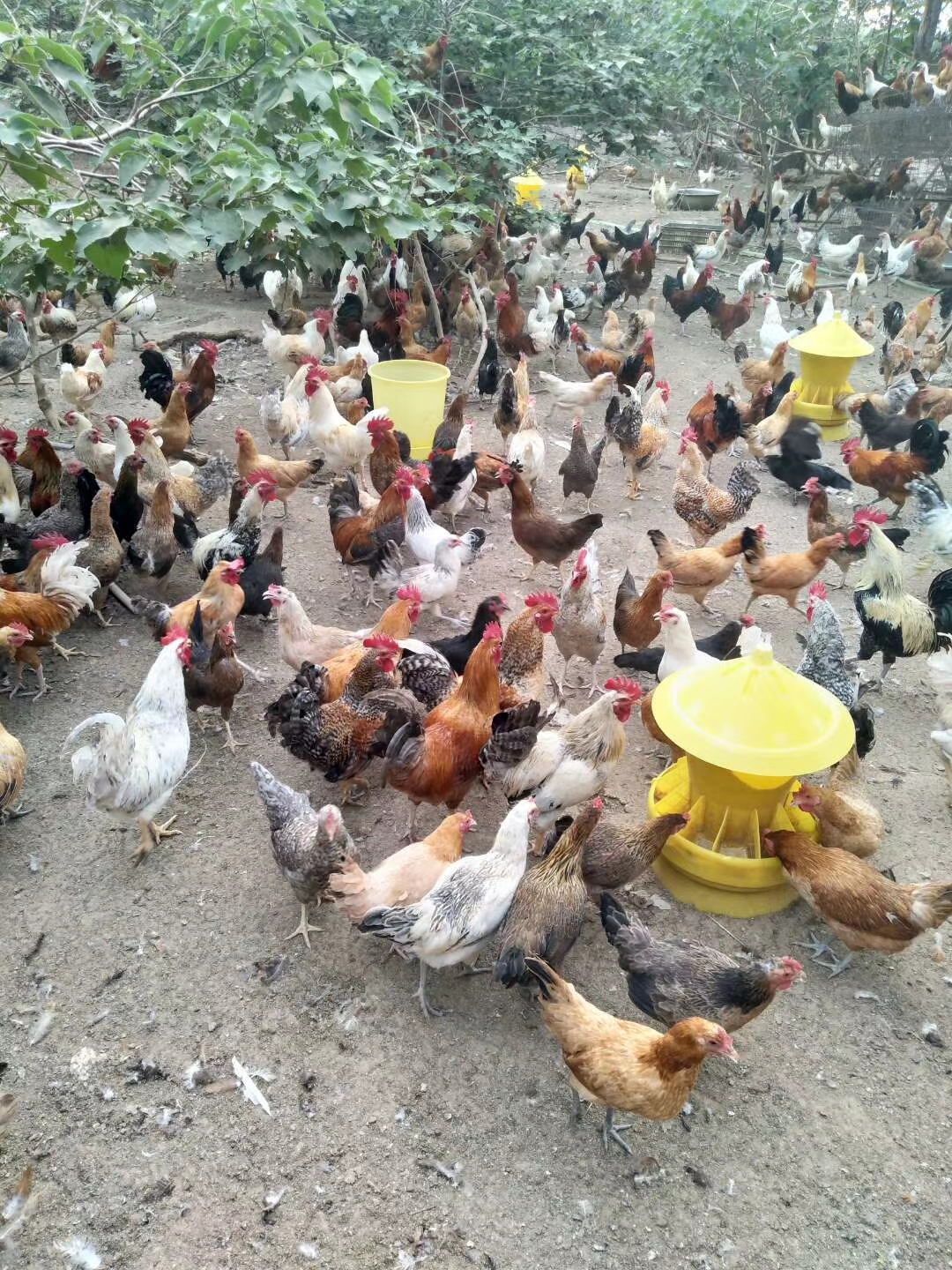 生态散养纯土鸡