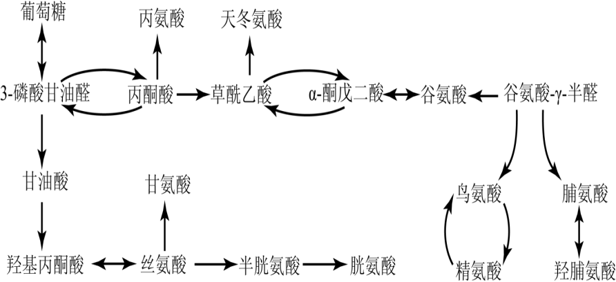 氨基酸合成图片