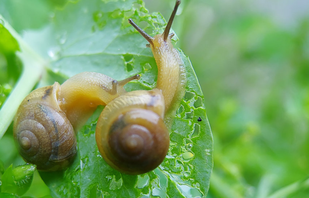 一只蜗牛的爱情