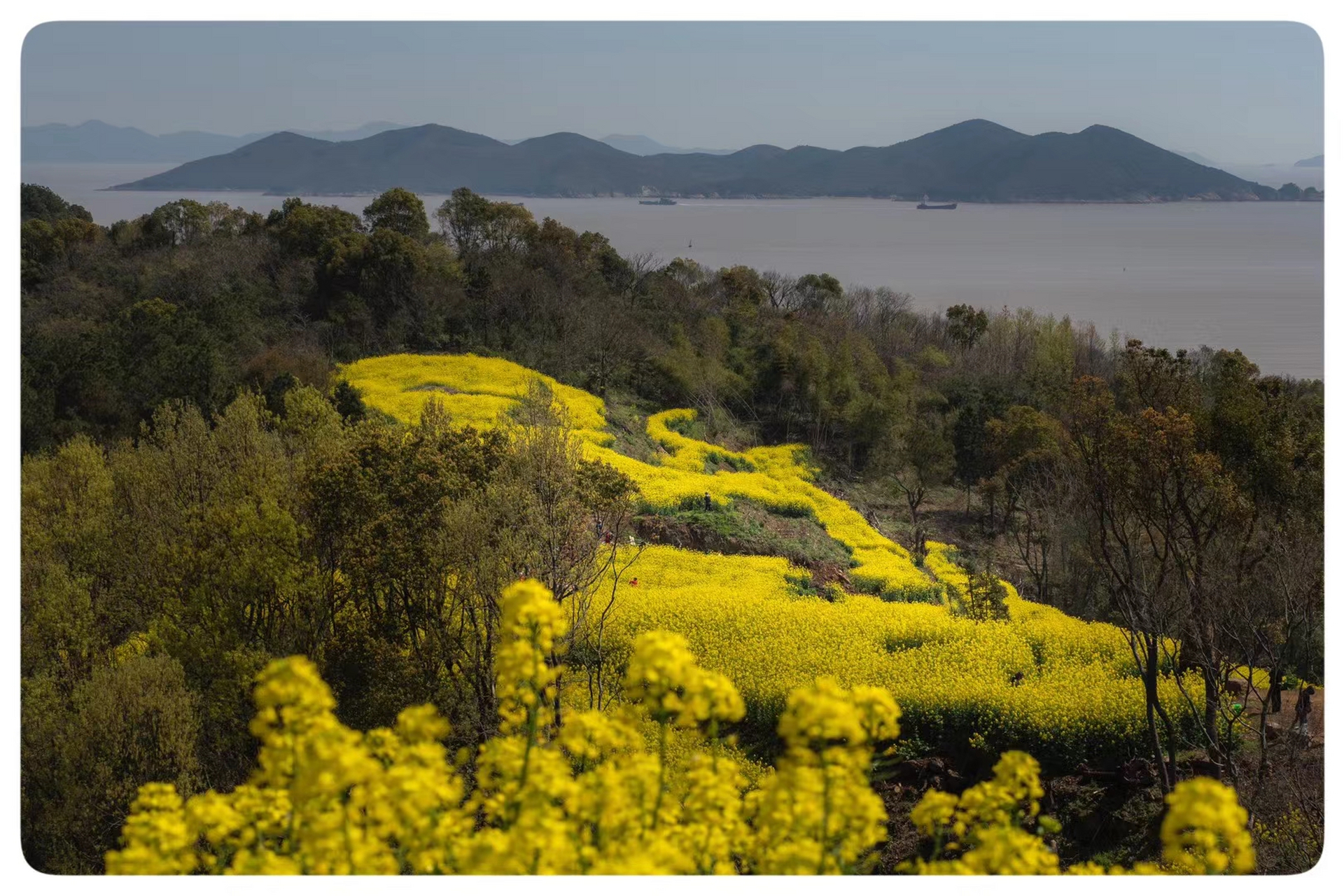 象山油菜花基地图片