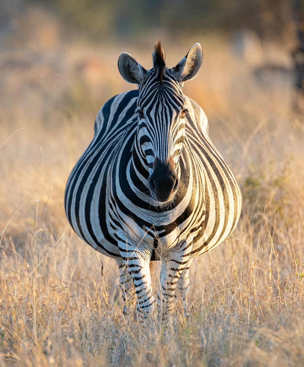 一只怀孕的母斑马,怀孕就代表要做母亲.这时候会散发出母性的魅力!