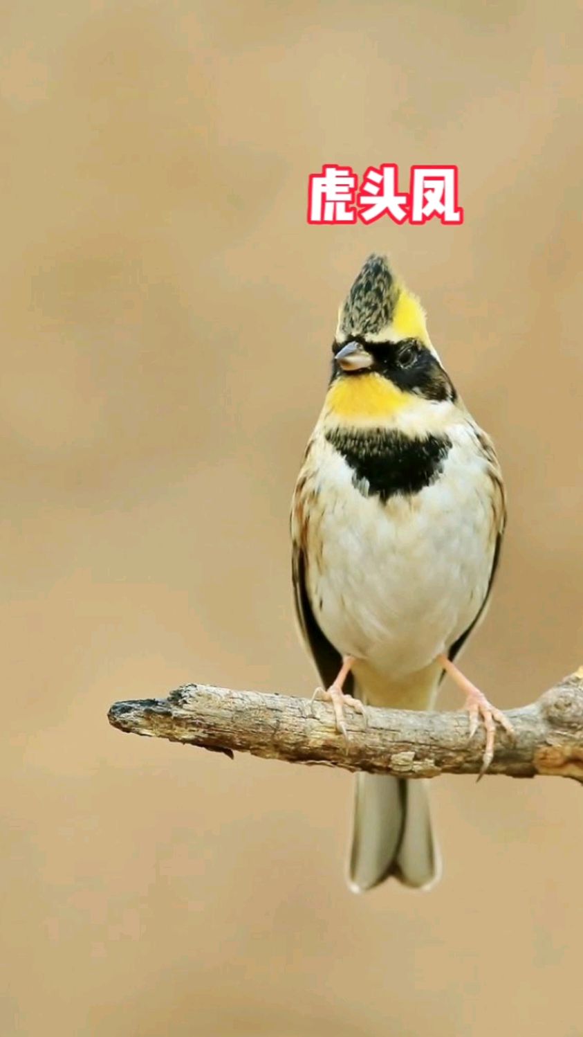 虎头凤西安最受欢迎的鸟,平时以植物种子为主要食物,在繁殖季节则以