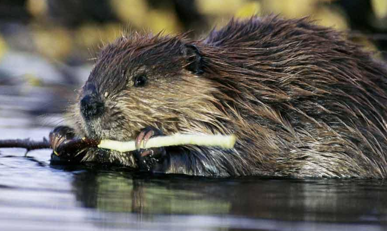 河狸和水獭的区别
