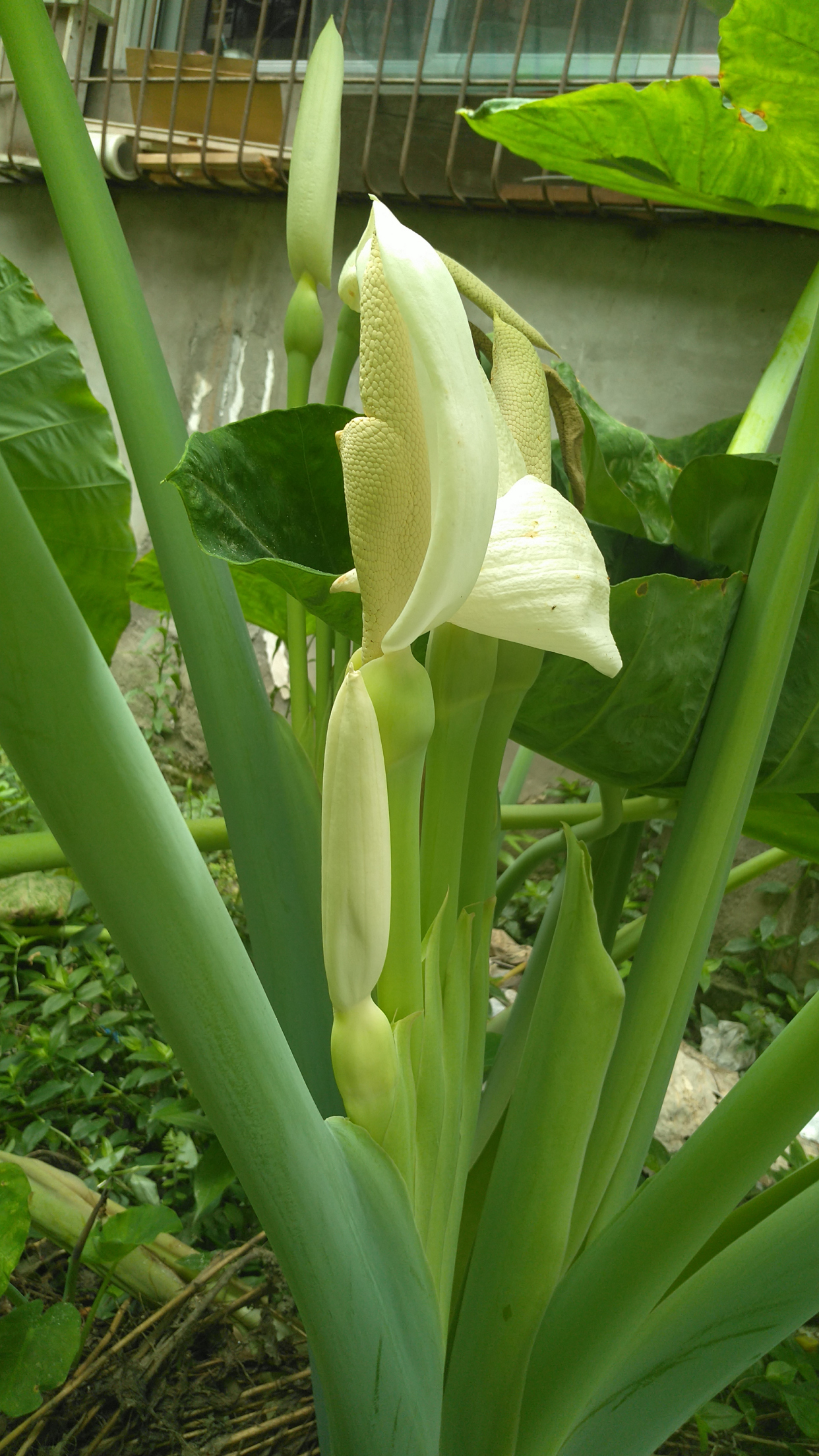 常绿的草本植物海芋,翠绿的叶色自然清新,红色的浆果鲜艳可爱