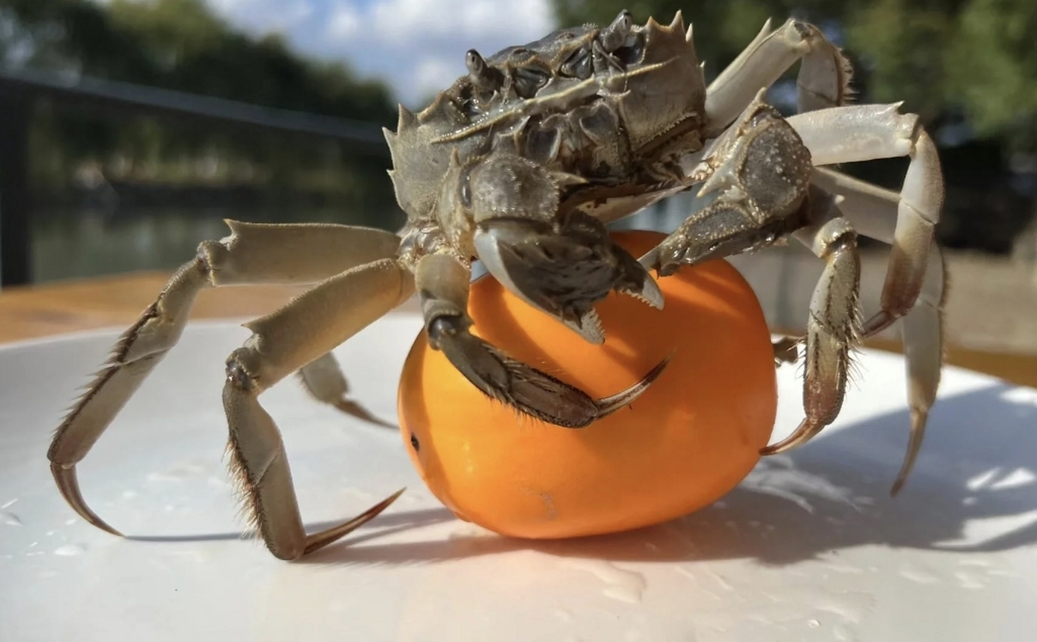 人工孕育!柿子和螃蟹能一起吃吗"春光明媚"-第1张图片-西安论坛资讯