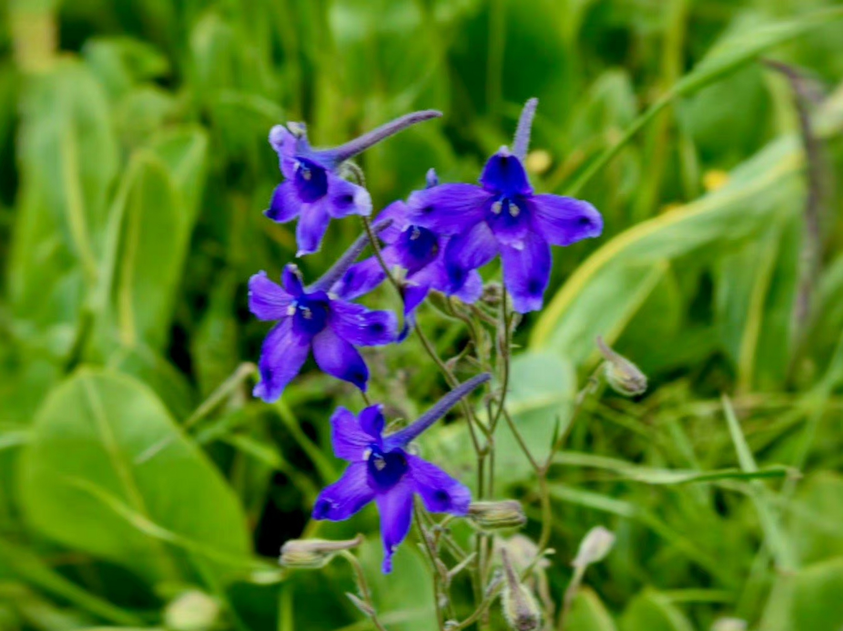 一花一语:翠雀草        翠雀花是高原上的"蓝色精灵",一朵朵花型别致