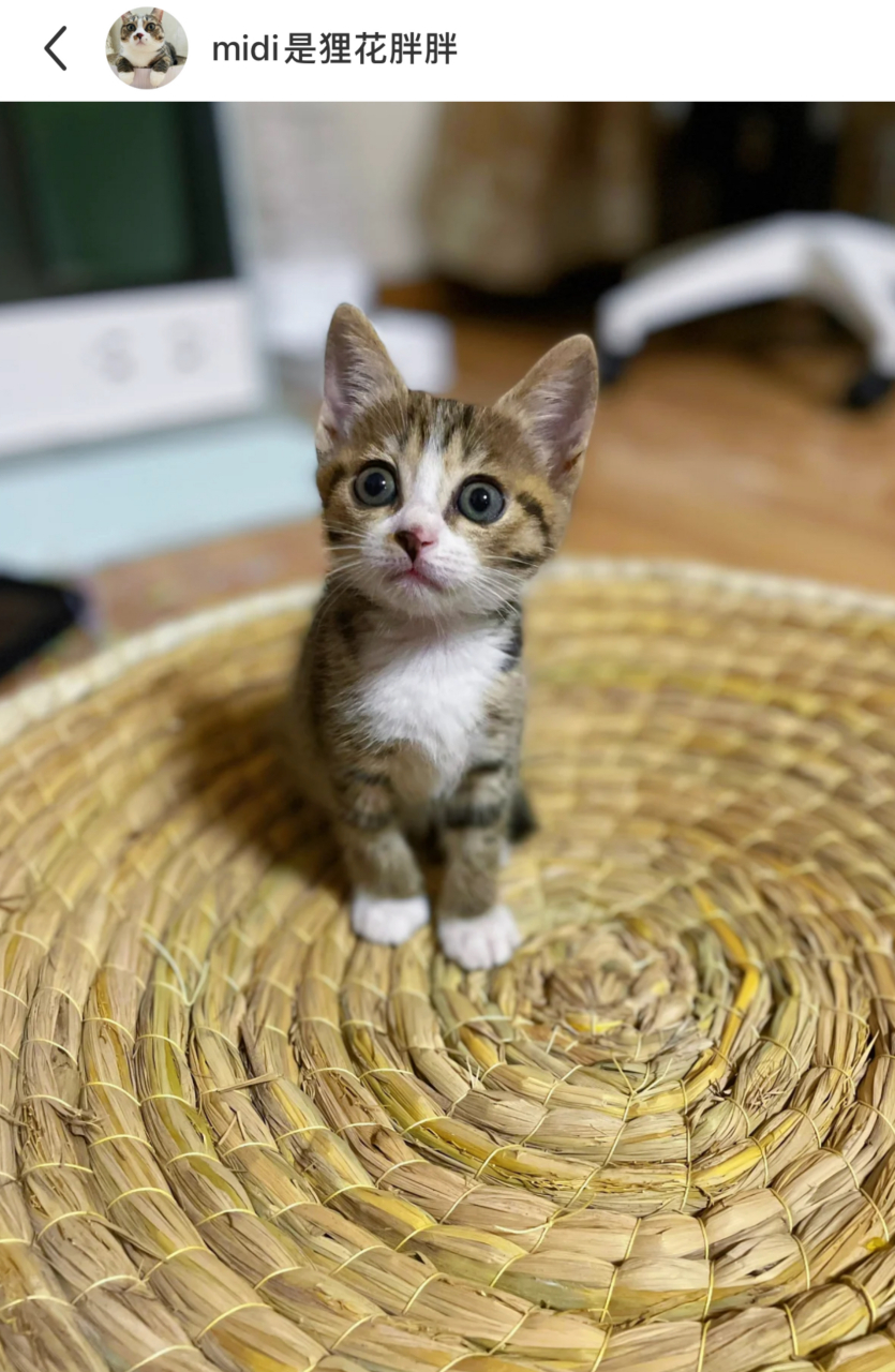 第一张小猫咪仿佛在说:我真的可以拥有一张美美的照片吗?