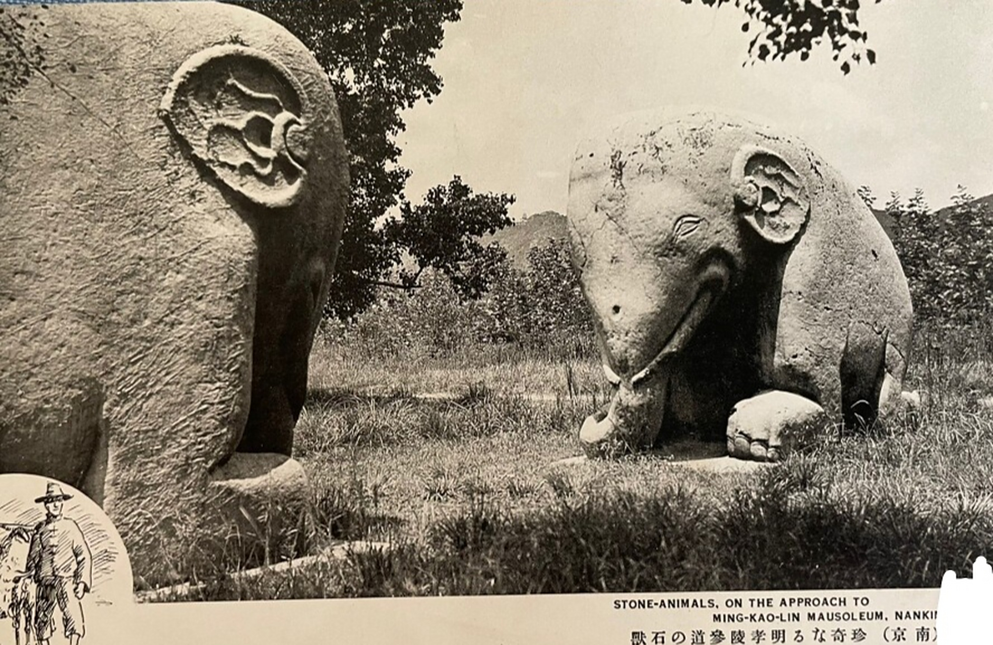 明孝陵神道的石兽～民国时期明信照片