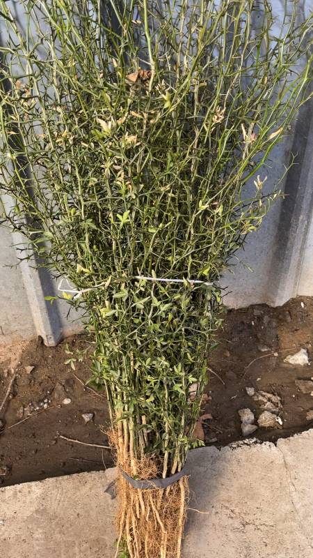 用什么可以做围墙,枸橘苗,枳壳苗-度小视