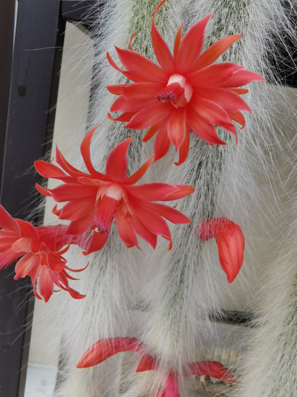 记录一下今夏这盆猴尾柱的开花情况,5月14日第一波花后,今天又开了第