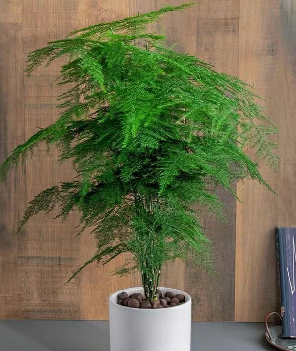 11月份的文松有"4怕",难怪叶子总是发黄,赶紧纠正还不晚