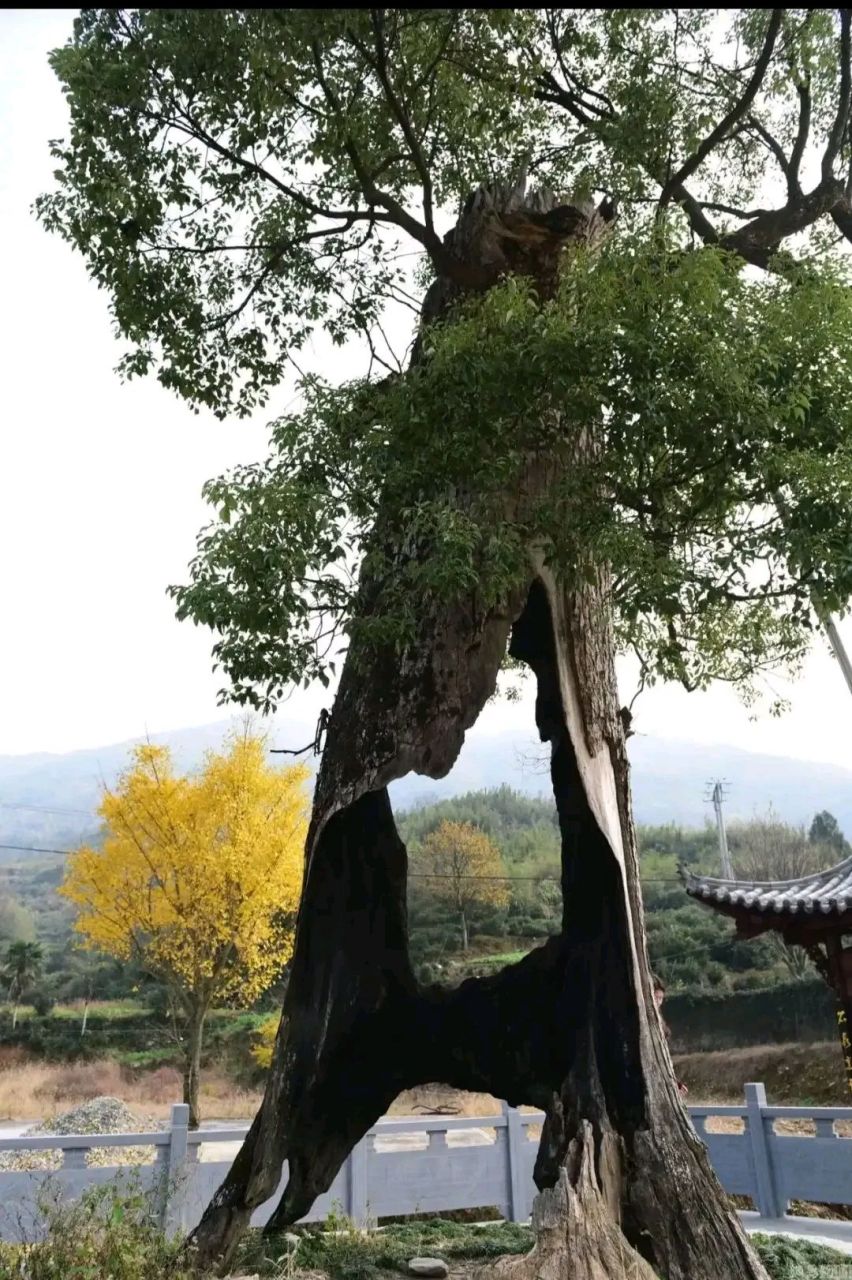 这是一棵参天大树,看起来枝繁叶茂.实际上已经烂到根了,千疮百孔了,无