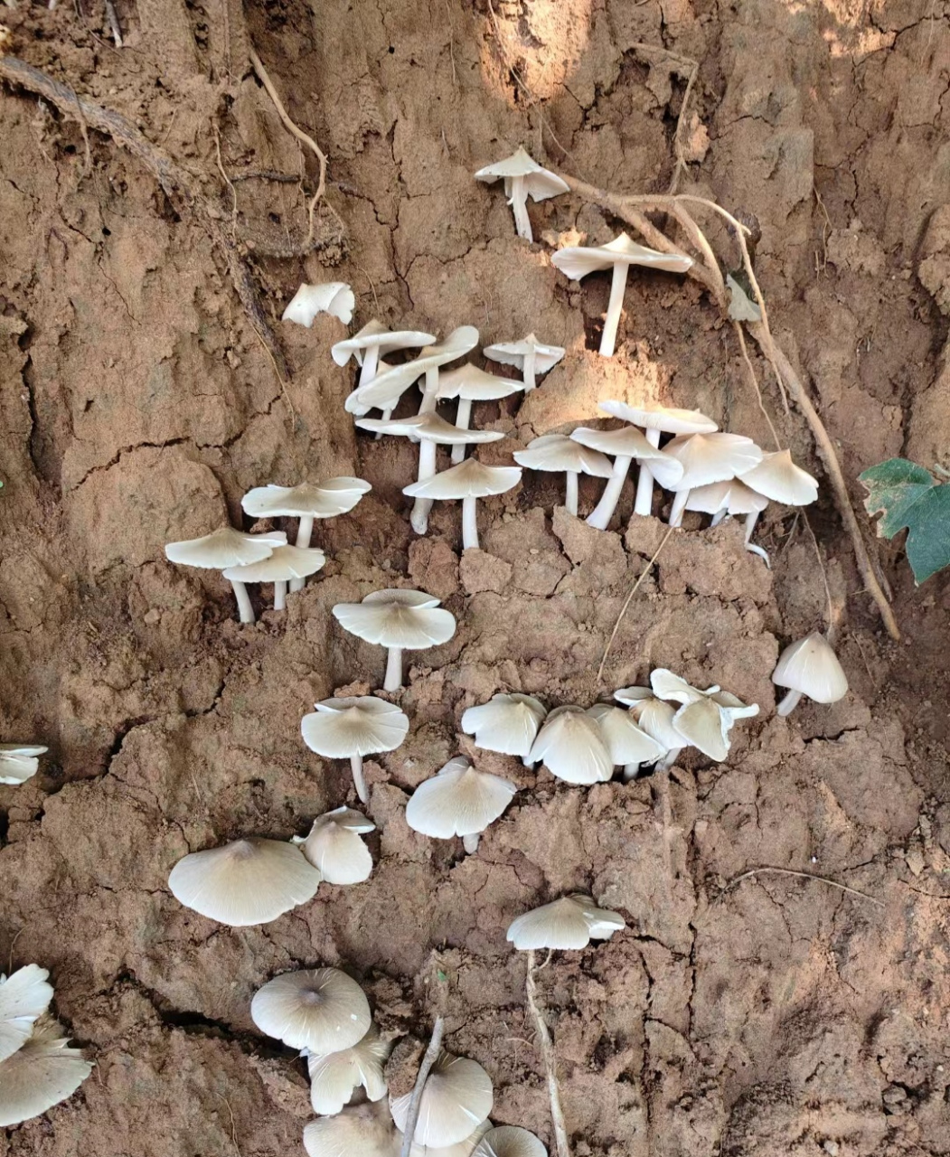 家人们,这里发现了一窝鸡枞菌,快来捡