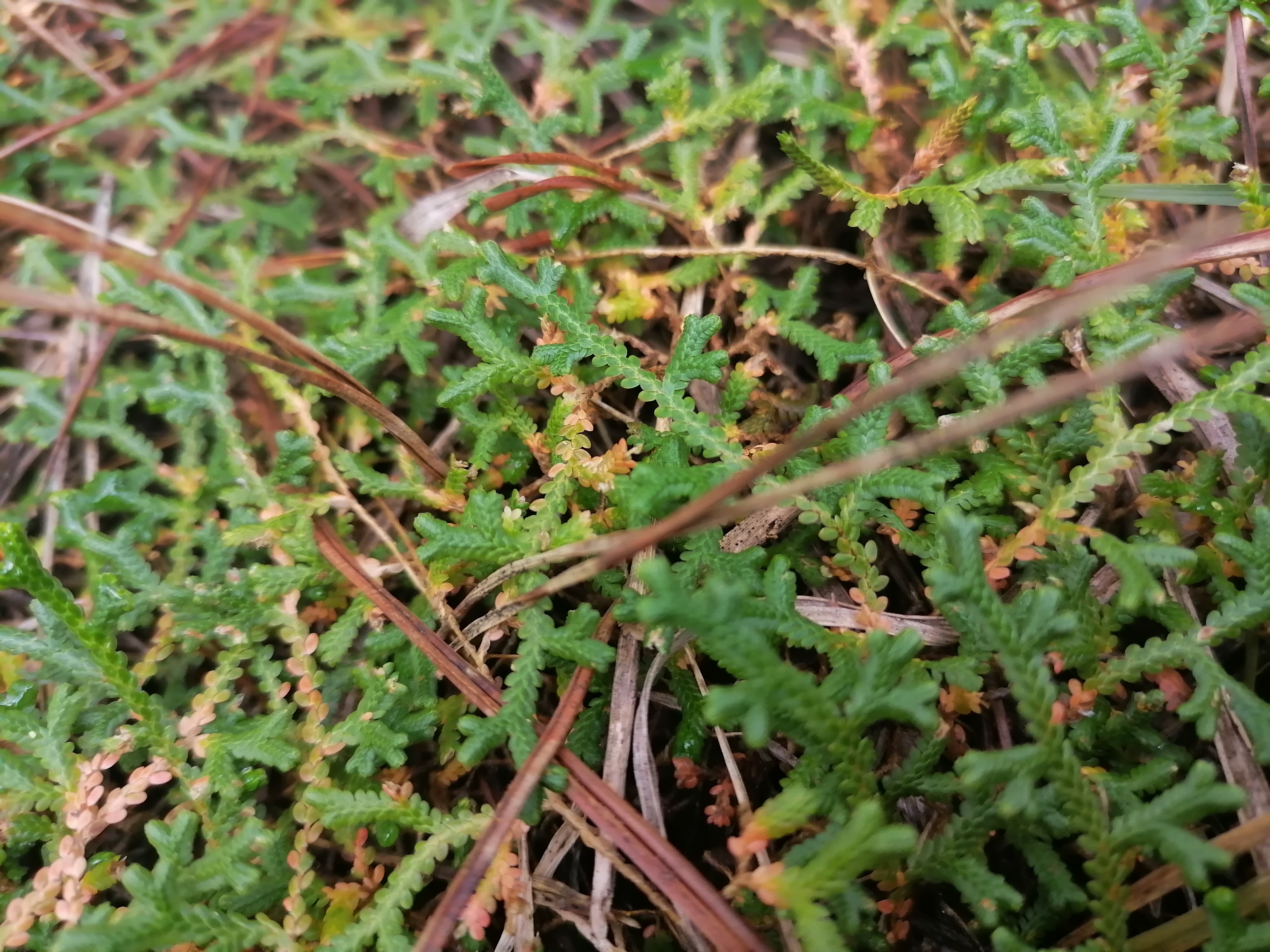 它生长在深山之中,紧贴地面,用脚踩上去,软绵绵的,感觉象走地毯一样