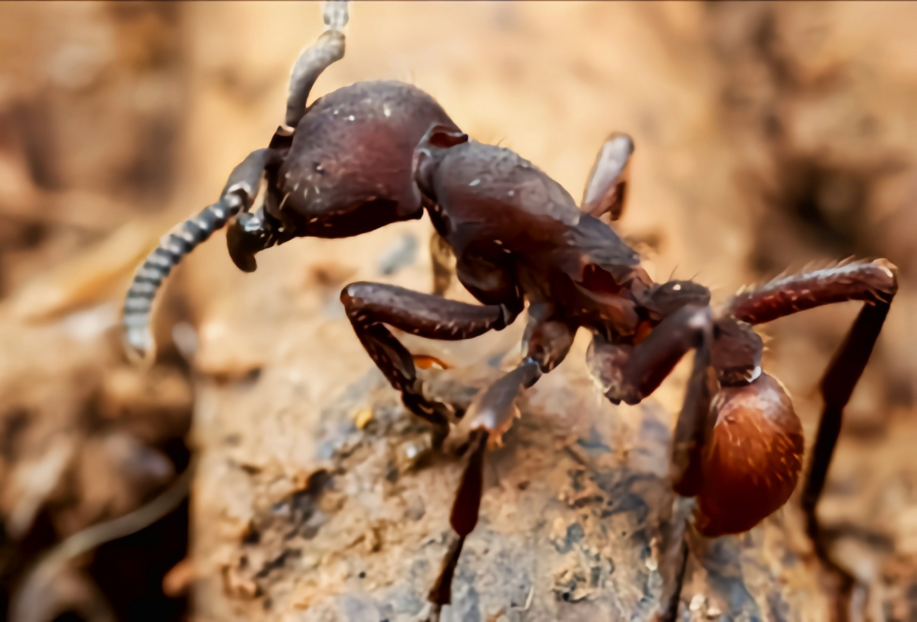 拥有厚重的装甲,无固定巢穴,以捕食其他种类的蚂蚁为生