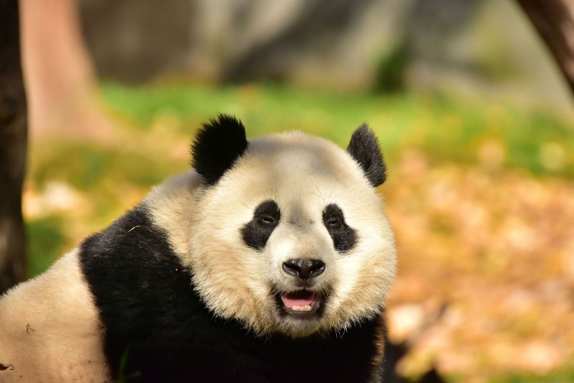 小奇迹乖乖,再忍忍,12月份和爸爸妈妈回家吃嘛嘛香[爱你]#旅美大熊猫