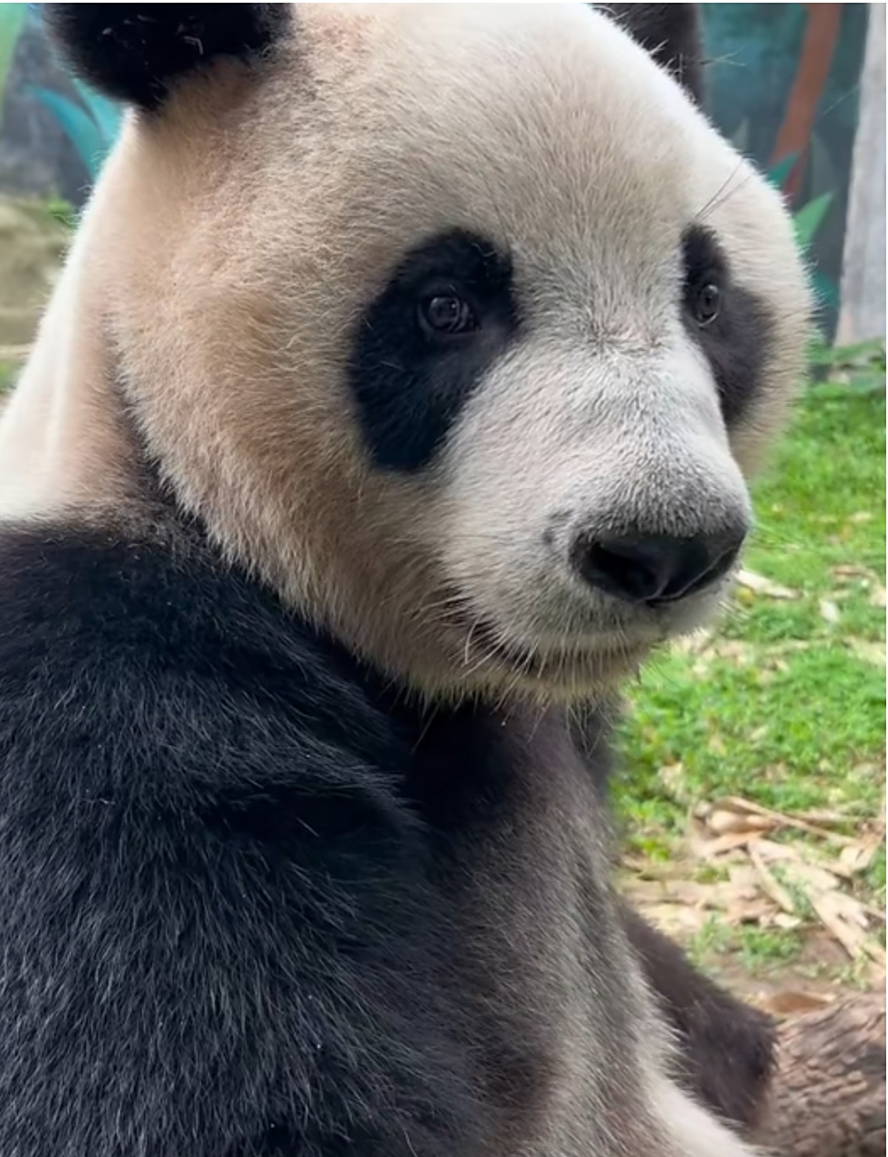 这才是我们的国宝该有的样子……   了解一下大熊猫百年史,  大熊 