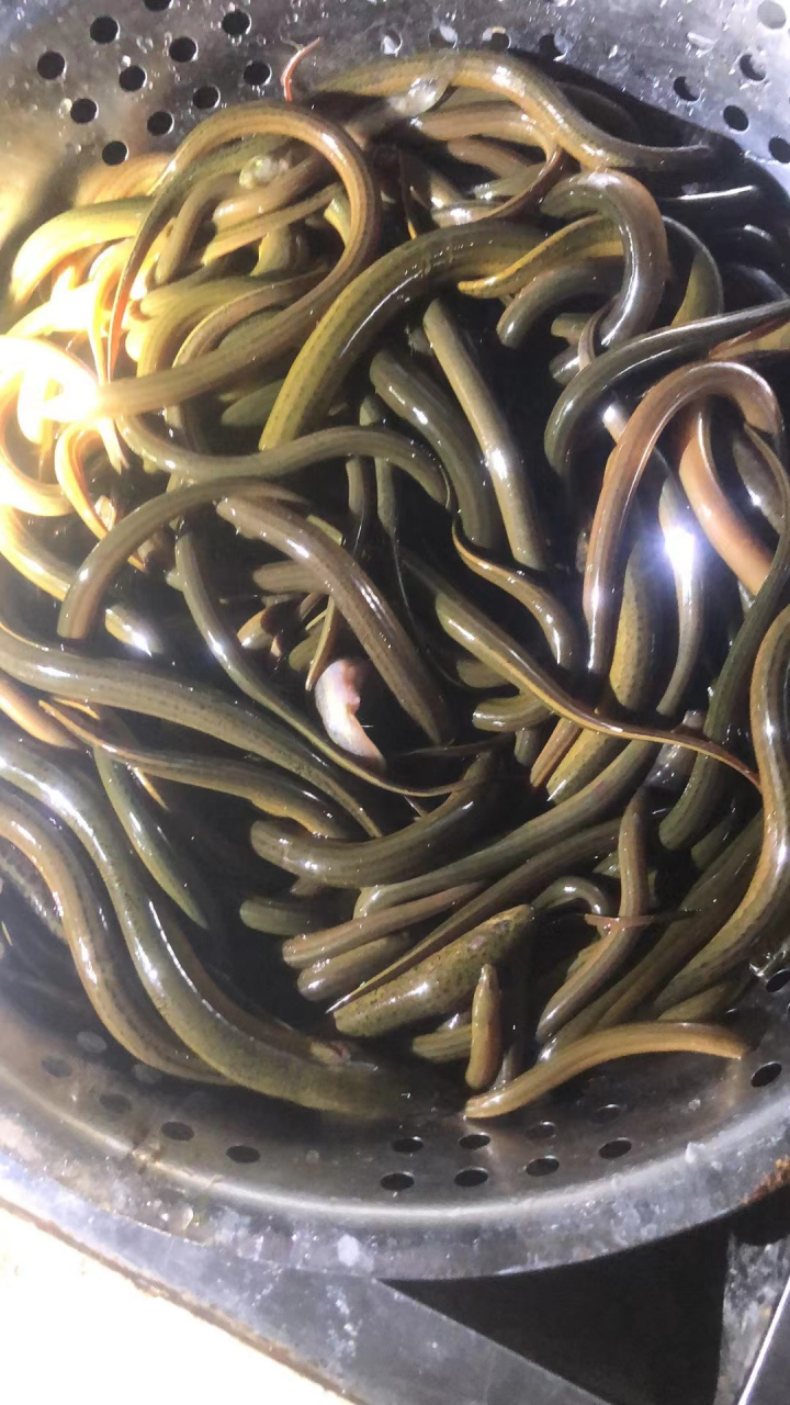 30直播户外抓黄鳝.