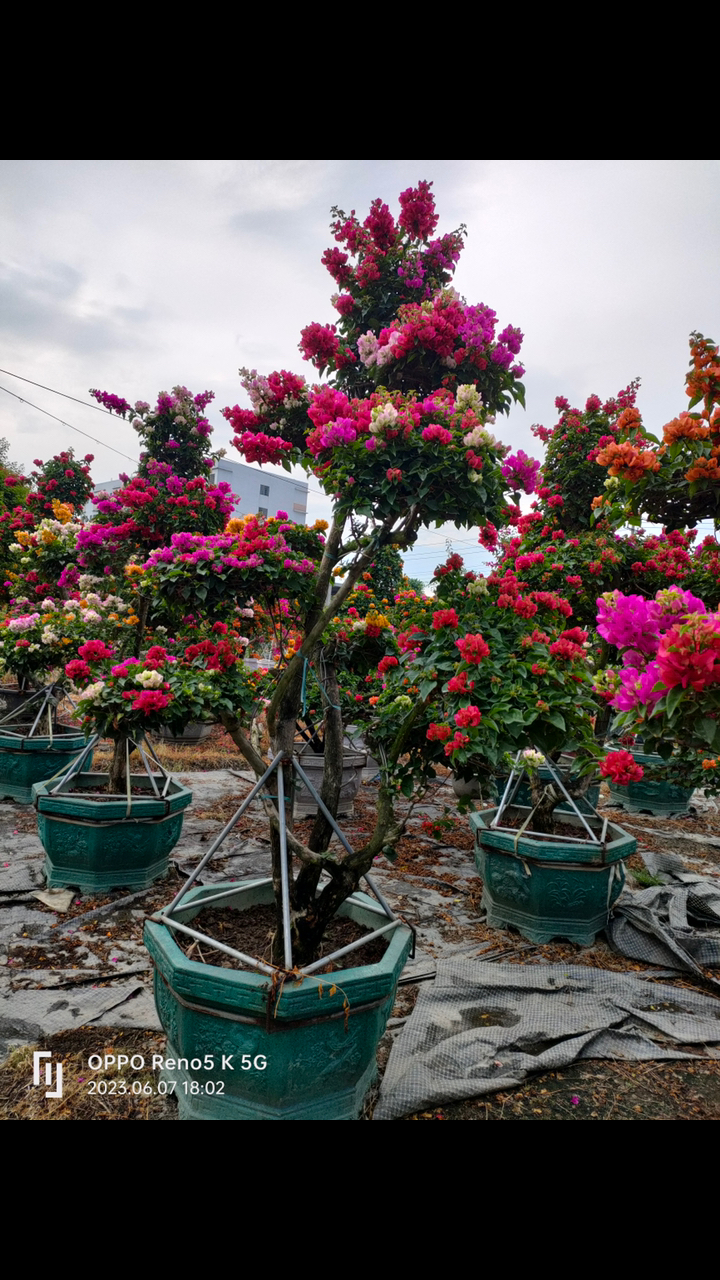 五雀三角梅老桩高度二米5地径10公分