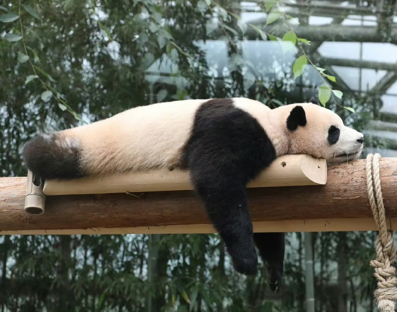 睡到流口水的福猪猪