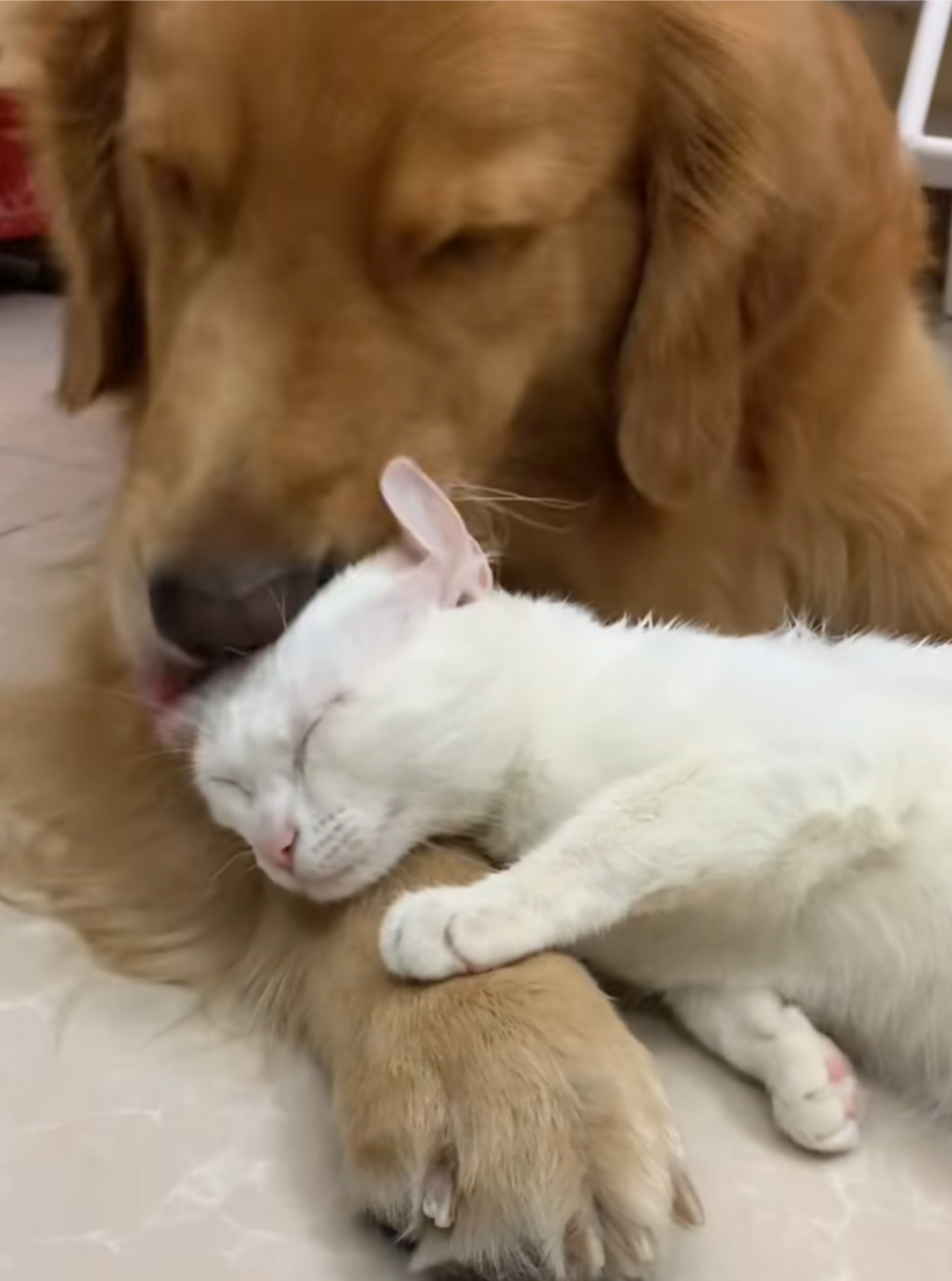 狗子和猫咪互舔毛发,看得出来,猫咪很享受![偷笑]#狗狗# #猫咪