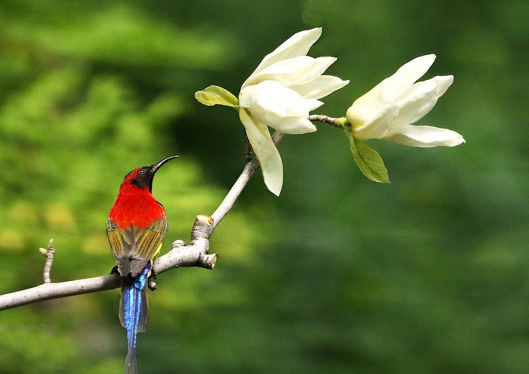春天的花儿千娇百媚,不仅人类喜欢花,大自然的鸟类也同样迷恋花儿那
