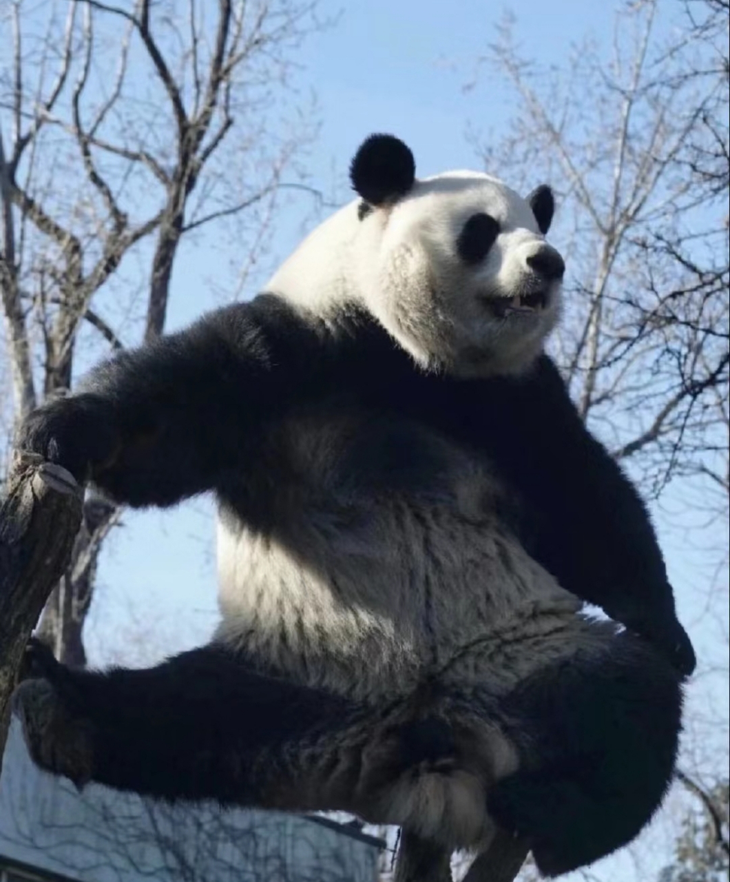 好喜欢么么儿!  看着觉得这就是功夫熊猫!