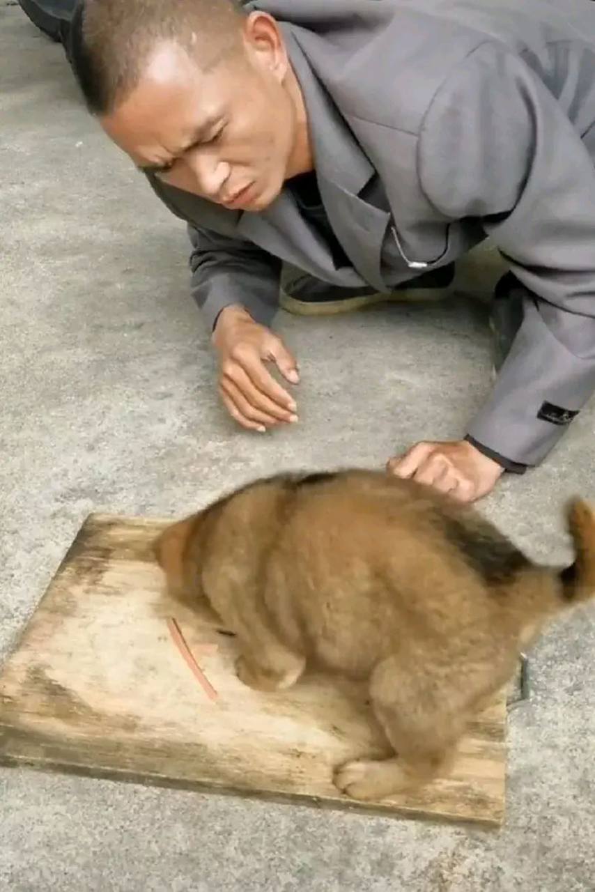 哈哈哈  现实版良心被狗吃了…  这小子还真的有创意  是个人才