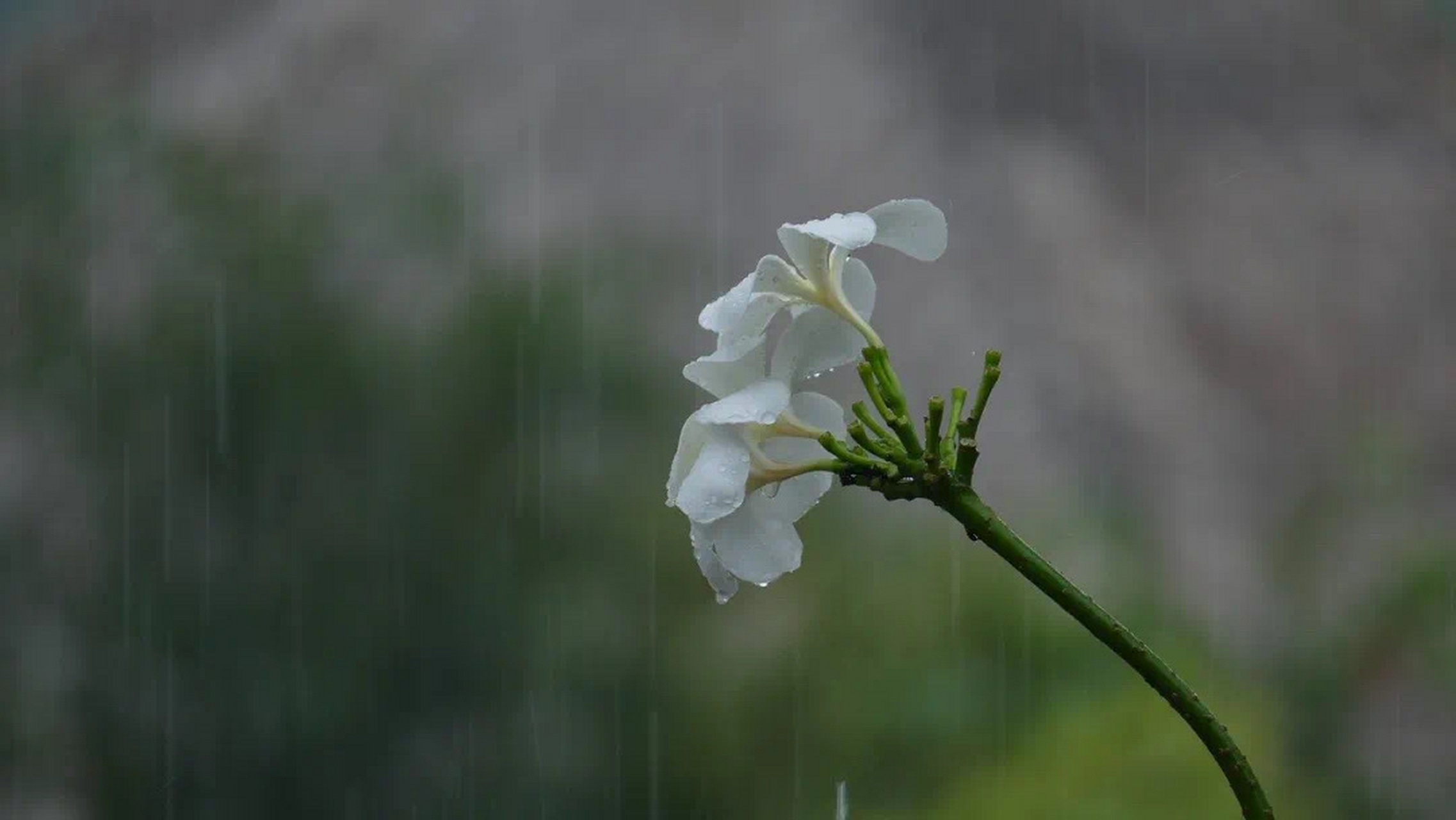 清明时节雨纷纷  既然无法阻挡,那就下吧 或许,只有那些从天而降的