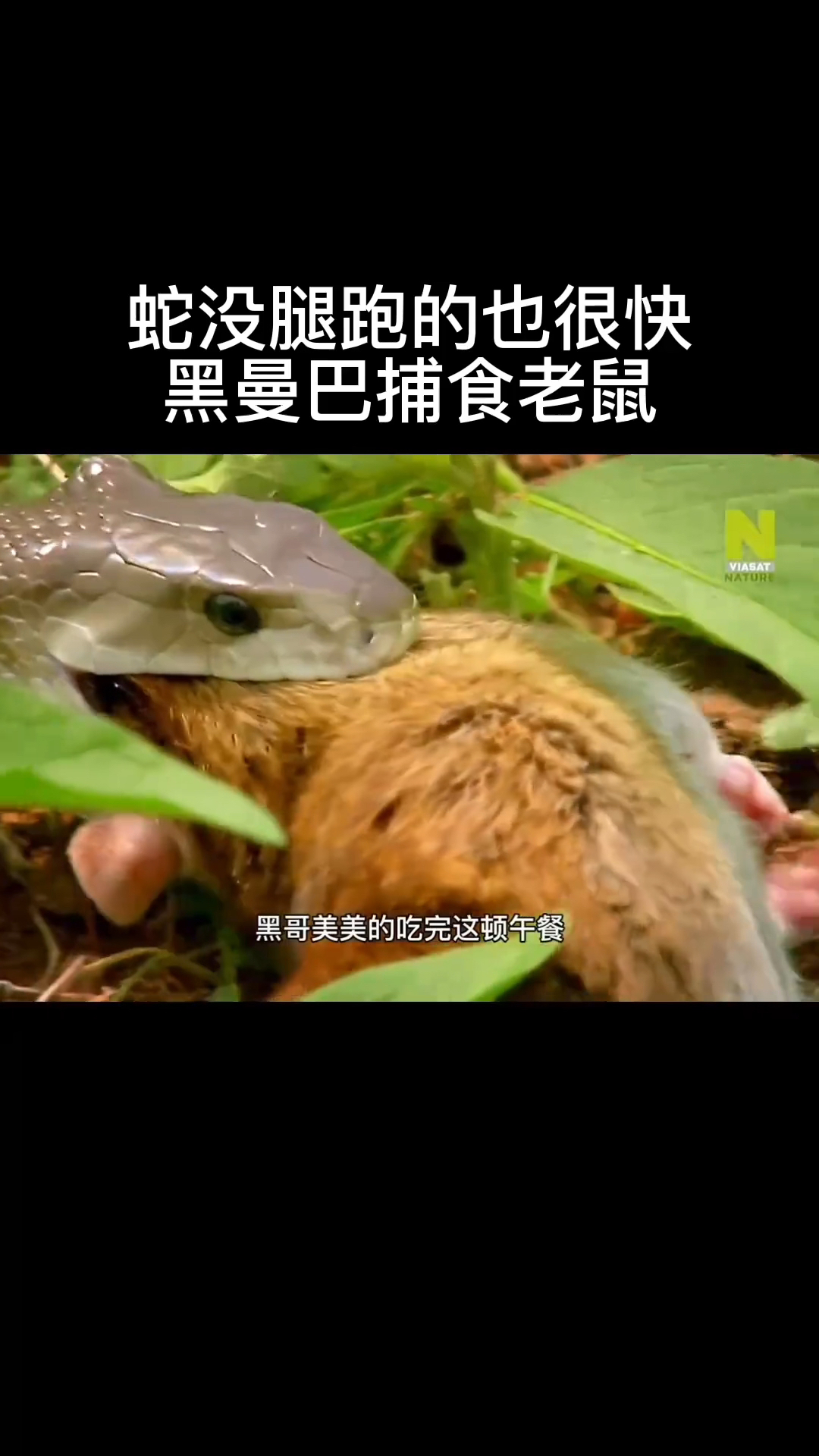 蛇没腿跑的也很快,黑曼巴捕食老鼠