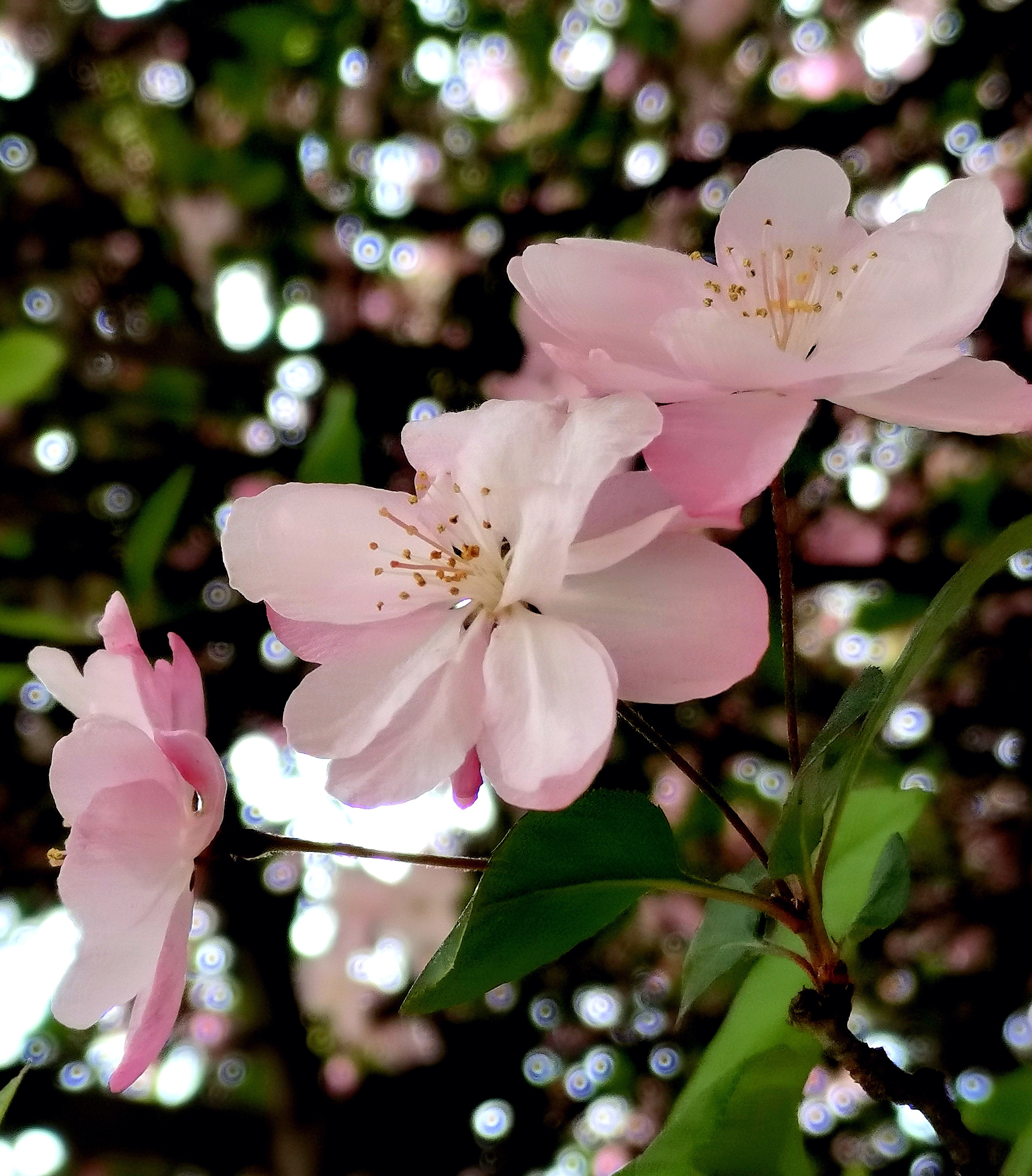 毕节市人民公园的海棠花真漂亮