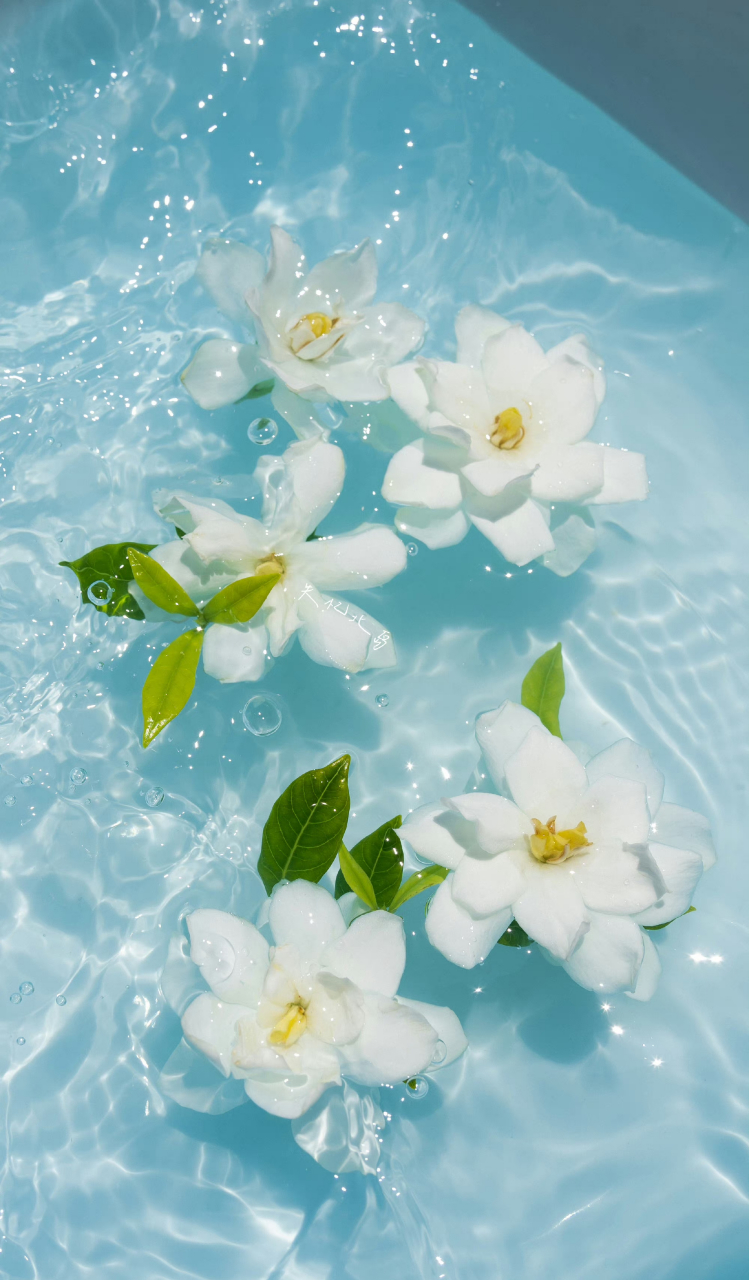 栀子花壁纸版来啦 67